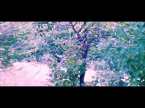 La munte ân ghioncani Alba l.2014