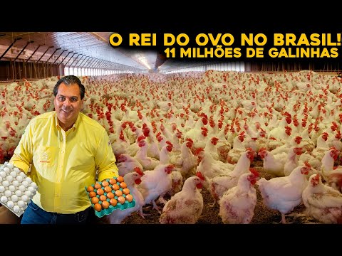 A INCRÍVEL MAIOR GRANJA DO BRASIL COM 11 MILHÕES DE GALINHAS!