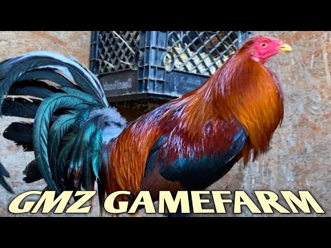 Gene Batia Golden Monkey Sweater - GMZ FARM