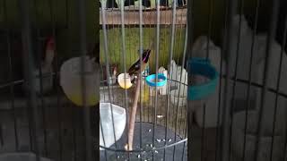 Download lagu KONIN GACOR RASA LOVE BIRD mp3