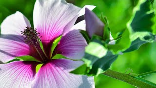 10 Hours of Relaxing Music - Sleep Music, Piano Music for Stress Relief, Sleeping Music (Linda)