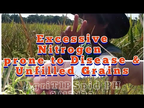 Excessive Nitrogen prone 2 Disease BacterialLB, SheathB Blast, FalseSmut, Neckrot & Unfilled Grains