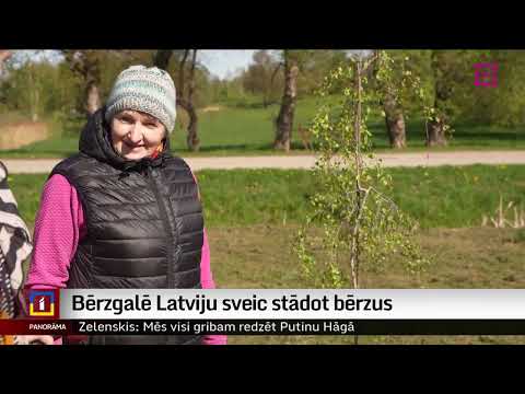 Bērzgalē Latviju sveic stādot bērzus