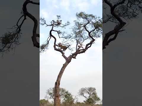 Leopard Hunts Monkey in a High-Stakes Treetop Chase!