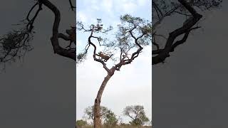 Download lagu Macan Tutul Memburu Monyet dalam Perburuan Puncak Pohon Berisiko Tinggi! mp3