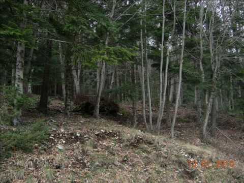 PALENA  di   ANTONIO GENTILE