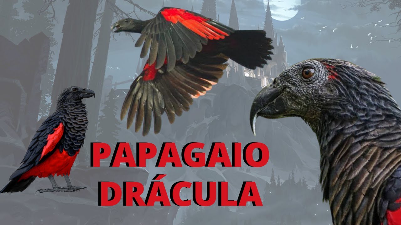 PAPAGAIO-DRÁCULA! VOCÊ CONHECE ESSA AVE MISTERIOSA E MUITO RARA? POR QUE ELE TEM ESSE NOME?
