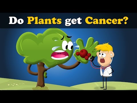 Do Plants get Cancer? + more videos | #aumsum #kids #science #education #children