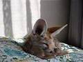 Fennec Fox After Bath