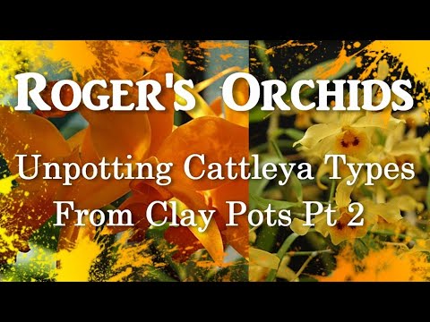 Unpotting Cattleya Types From Clay Pots Pt 2