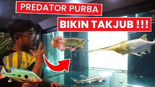 IKAN PREDATOR PURBA LANGKA YANG SANGAT SULIT ADAPTASI DAN JARANG DITEMUKAN UKURAN BESAR DI INDONESIA
