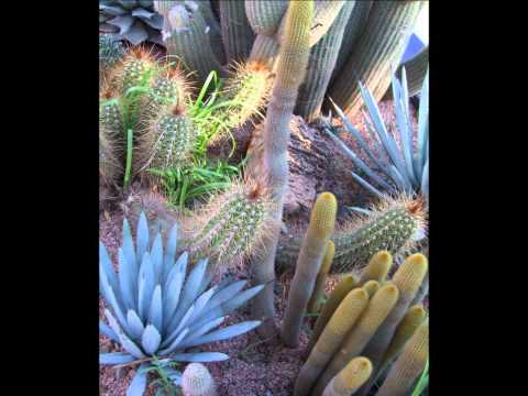 Exotica - Romantic Spanish Guitar Music with an eastern twist.