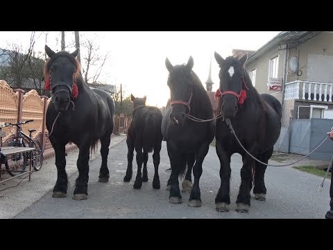 Iepele lui Andrei de la Vidra, Alba - 2019 Nou!!!