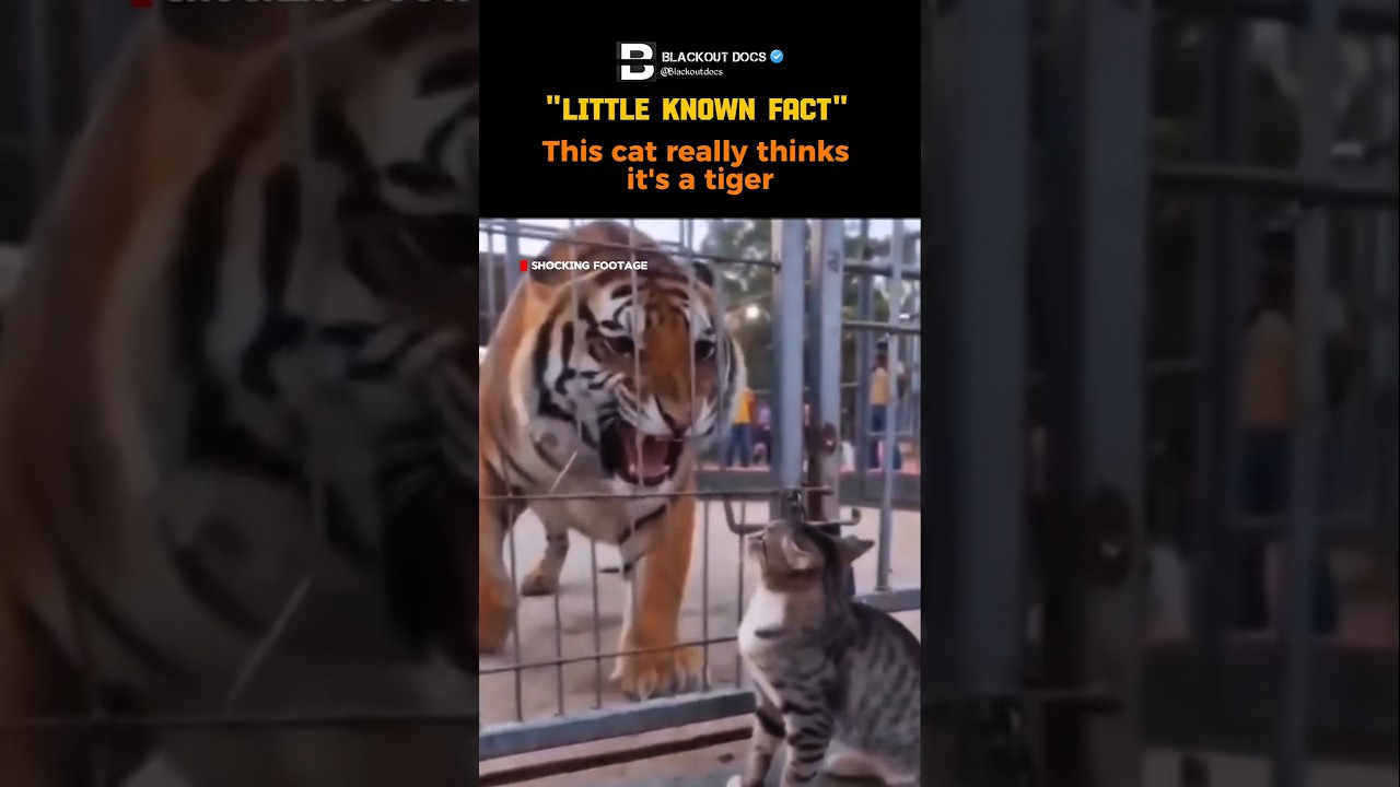 This cat really thinks it's a tiger #shorts