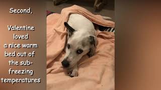 Valentine -- A Dog Rescue Story