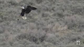Yellowstone Eagles