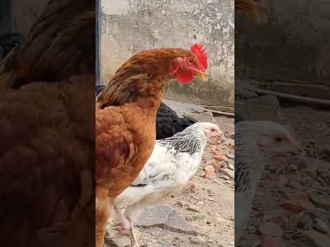 Galo novinho aprendendo a cantar! #galinhas #galinheiro #criatório #aves #chicken #galo