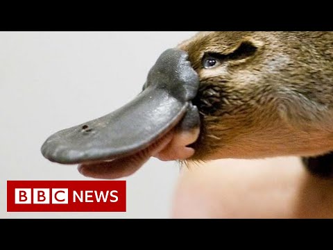 World's first platypus refuge - BBC News