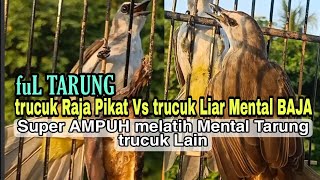 Download lagu suara pancingan trucuk tarung ini terbukti Ampuh bikin trucukan lain langsung Nyamber nyaut gacor!! mp3