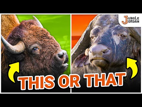 Büffel vs. Bison | Was ist der Unterschied?
