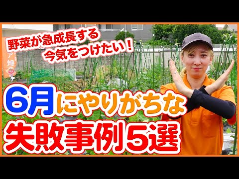 なぜ針葉樹は針を失うのですか？ 6 つの一般的な原因ですが、必ずしも致命的ではありません  庭園