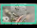 Baby gator's adorable 'death roll' goes viral