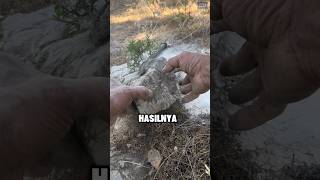 Download lagu Bonsai in a rock from China😳 mp3 Download lagu Bonsai in a rock from China😳 mp3