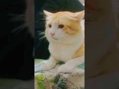 cat in aggressive mood! #aggressivecat #angrycat #cat #cats