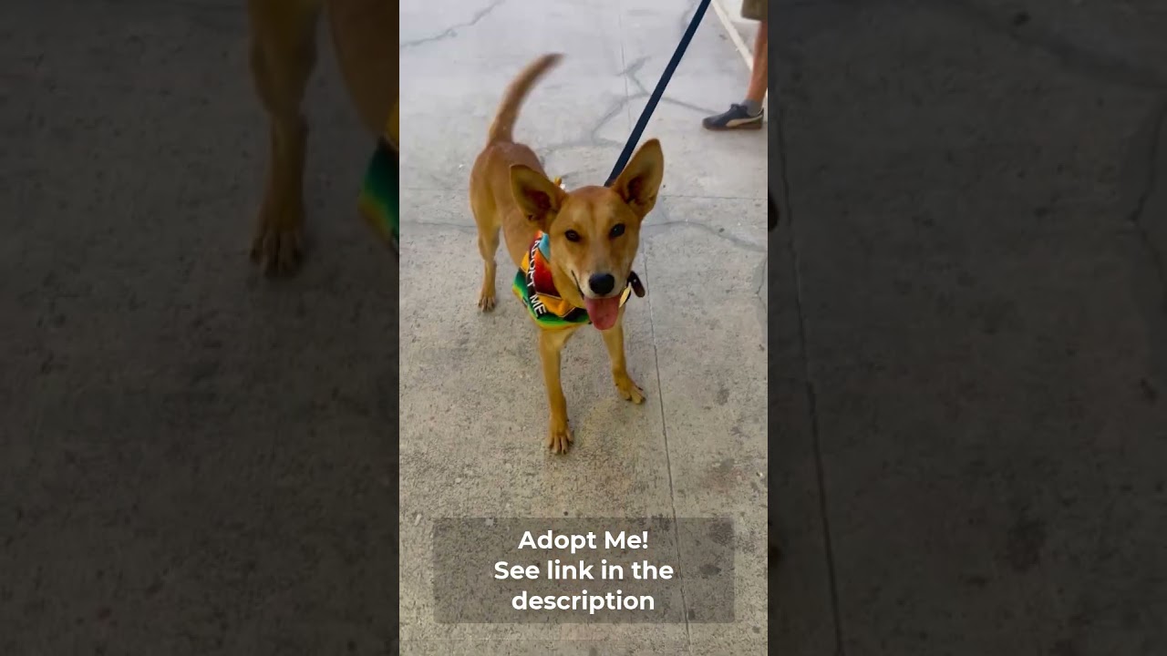 Apolo, a Adoptable mixed breed in Anacortes, WA video 6/6