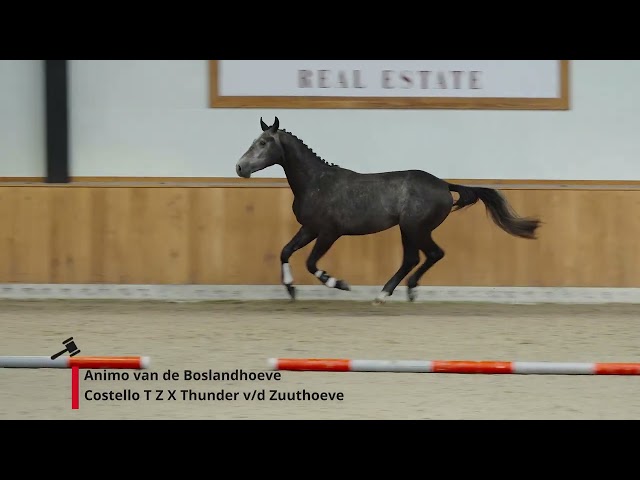Animo van de Boslandhoeve