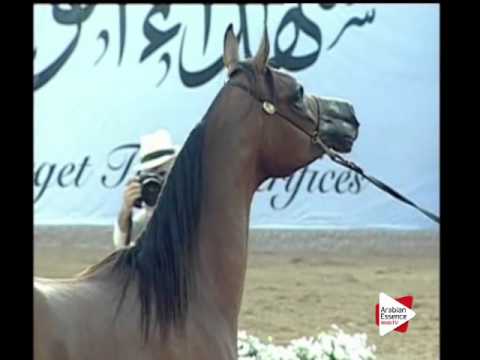 N.61 MARAM AL BIDAYER - Ajman 2016 - Fillies 2 years old (Class 2A)