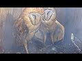 Cozy Barn Owl Pair Roosting In Nest Box