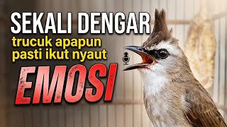 Download lagu trucukan gacor TARUNG cocok buat PANCINGAN trucukan agar bunyi jadikan burung trucuk GACOR mp3