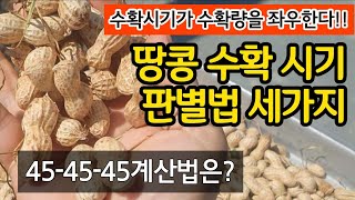 땅콩 수확시기 판별법 세가지- 45/45/45  계산법은?