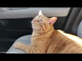 Overly Dramatic Orange Tabby Cat Meowing Loudly And Panting Demands His Other Human Return At Once