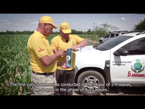 5 Елемент Обробка кукурудзи