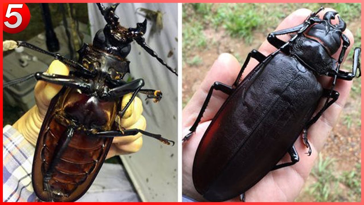 12 Largest Insects In The World