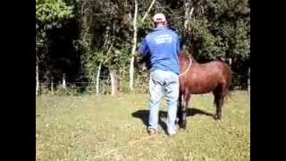 preview picture of video 'cavalo  deitando  incrivel!!   iretama'