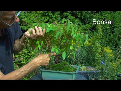 Wilder Wein als Bonsai Groß fertig und Klein im Aufbau