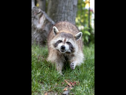 TechTalk: All About Nuisance Wildlife