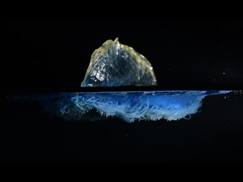 The secret life of Velella: Adrift with the by-the-wind sailor