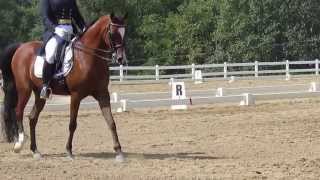 preview picture of video 'Nite Wings ESF+// Showing to a Top 10 at 2013 Sport Horse Nationals in Intermediate I Dressage'