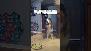 Talking Dog Can’t Go To His Favorite Place 😭 #talkingdog #dogs #cutedog #australianshepherd