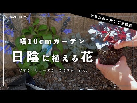 庭の日陰の場所で育てる半日陰、半日向の植物11本  庭園
