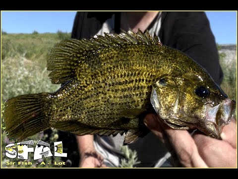Spill Way Fishing and Trophy Rock Bass