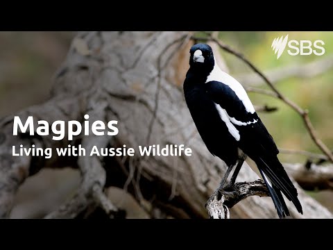 Magpies | Living with Aussie Wildlife | Learn English