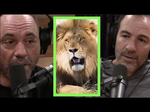 Rogan & Callen Talk Africa, Mosquitoes, and Scary Animals
