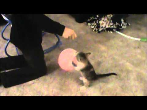 Ginga attacks balloon