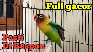 Download lagu BELUM 10 DETIK SUDAH DI RESPON, Suara Lovebird Full GACOR, Fighternya Mantab Ngekeknya Panjang, mp3 Download lagu BELUM 10 DETIK SUDAH DI RESPON, Suara Lovebird Full GACOR, Fighternya Mantab Ngekeknya Panjang, mp3