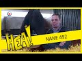HEA! Nane 492 is er klaar voor de Hengstenkeuring